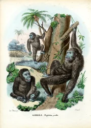 ゴリラ、1863-79
